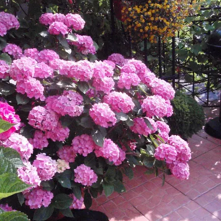 Pod Bluszczem Appartement Świnoujście