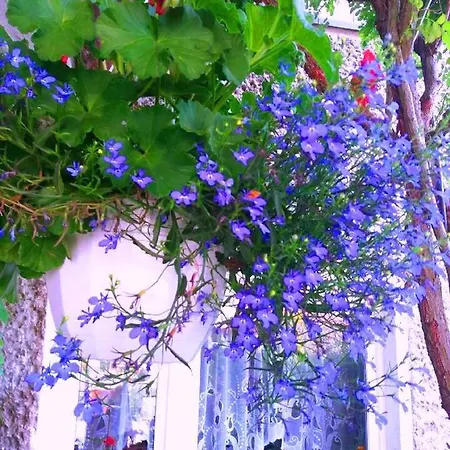 Pod Bluszczem Świnoujście