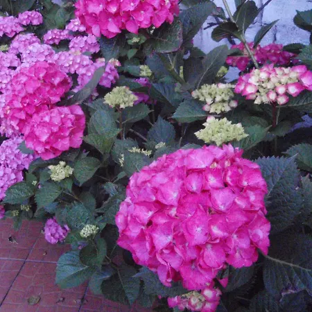 Appartement Pod Bluszczem *