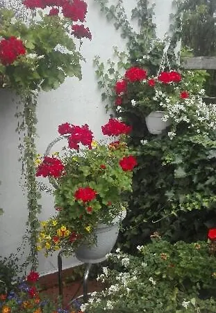 Pod Bluszczem Lägenhet *