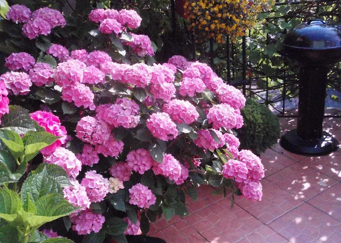 Pod Bluszczem Appartement Świnoujście