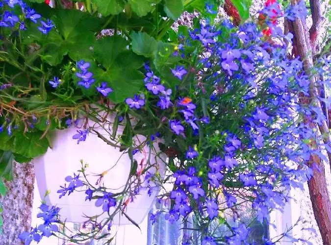 Pod Bluszczem Świnoujście