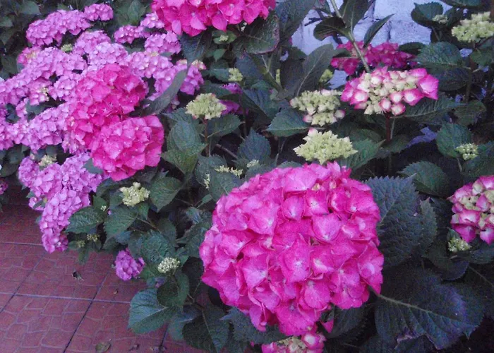 Apartmán Pod Bluszczem *