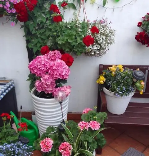 Pod Bluszczem * Świnoujście